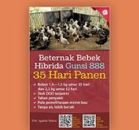 Image of Beternak Bebek Hibrida Gunsi 888 35 Hari Panen